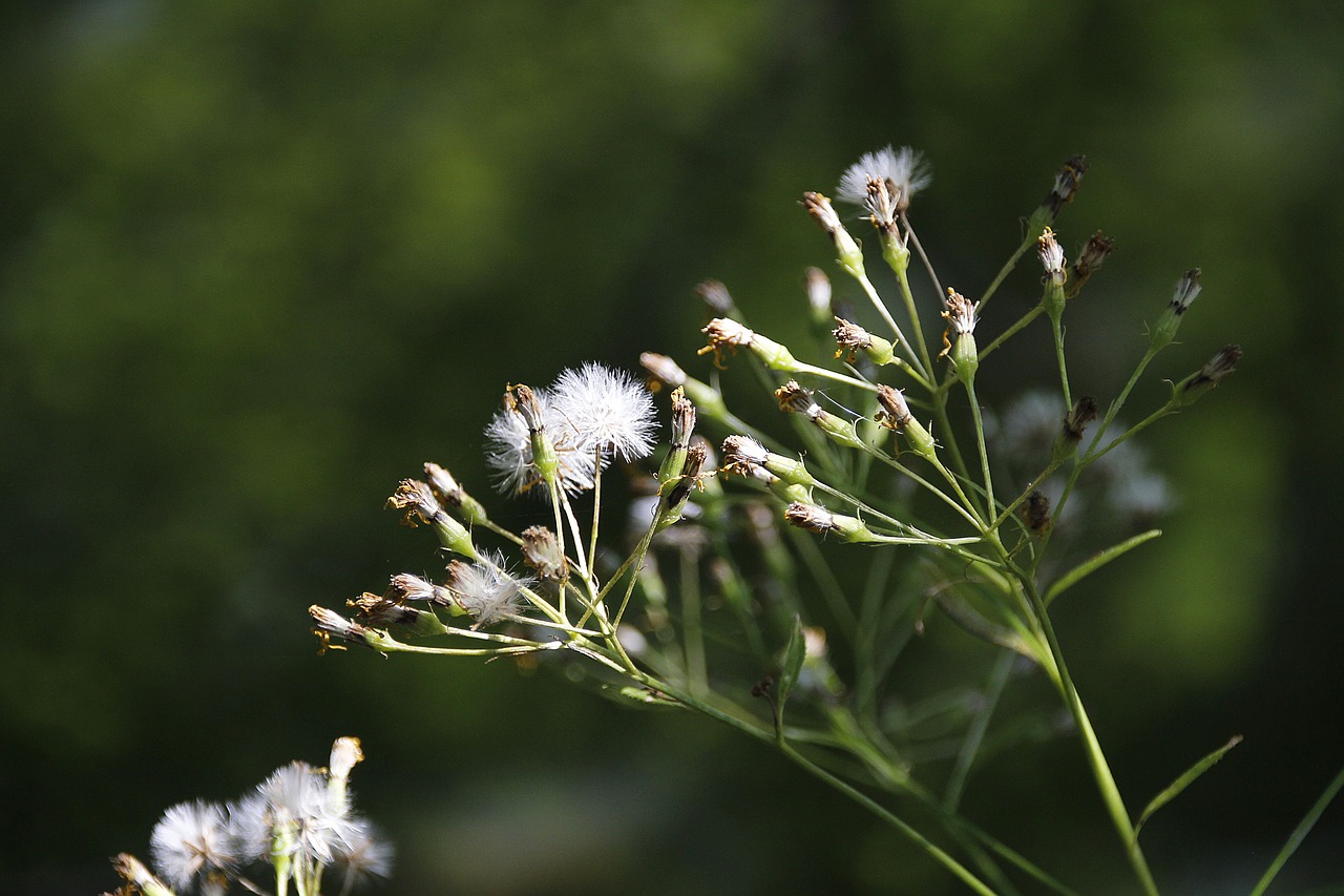 plant  green  blossom free photo