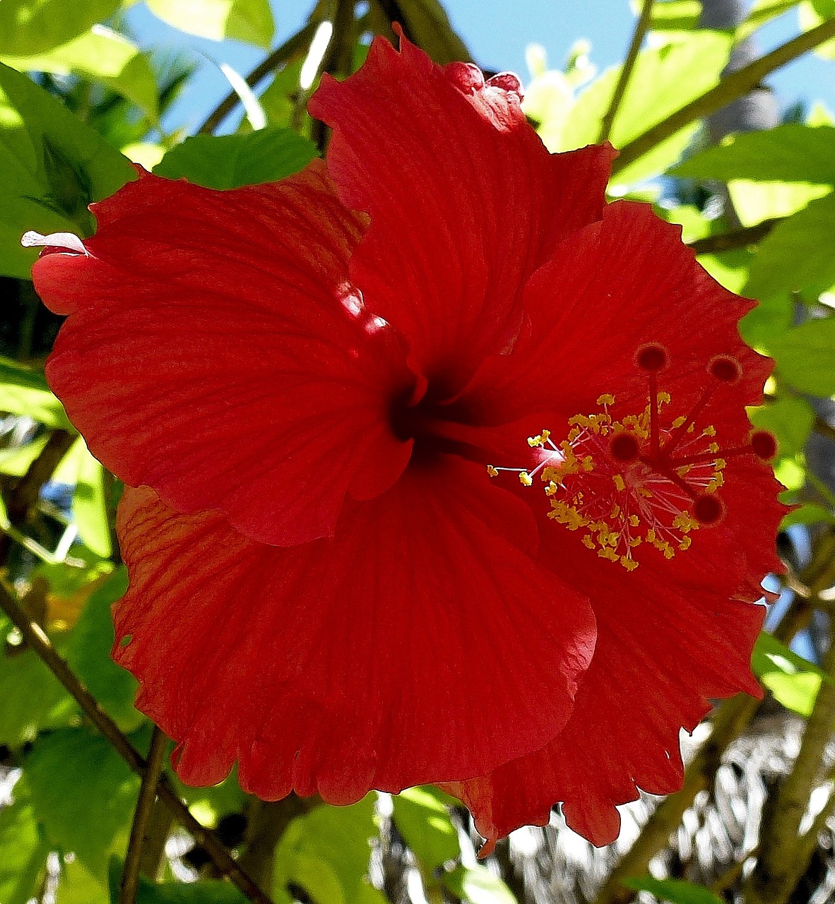 plant hibiscus mallow free photo