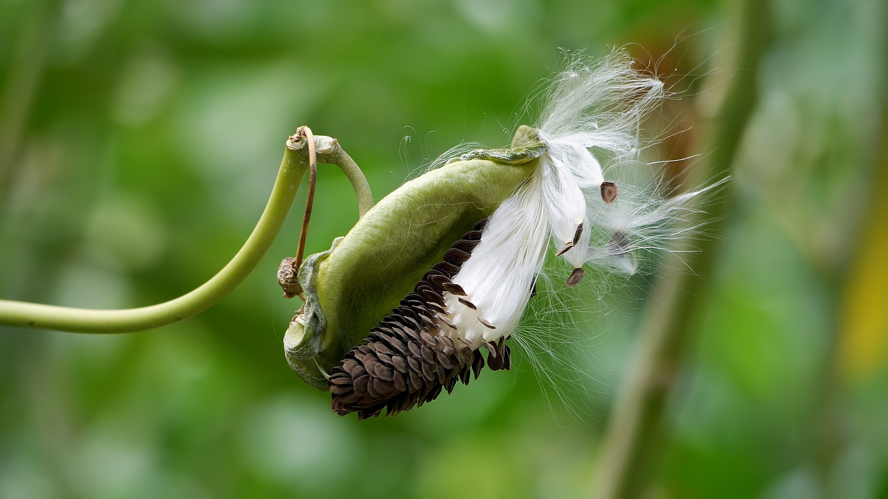 plant  wild  bloom free photo