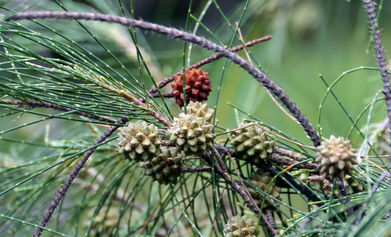 plant  outdoors  nature free photo