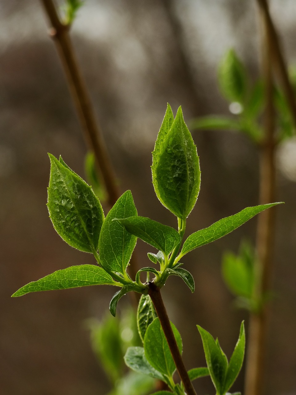 plant  spring  flower free photo