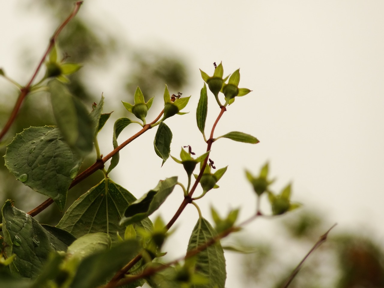 plant  spring  flower free photo