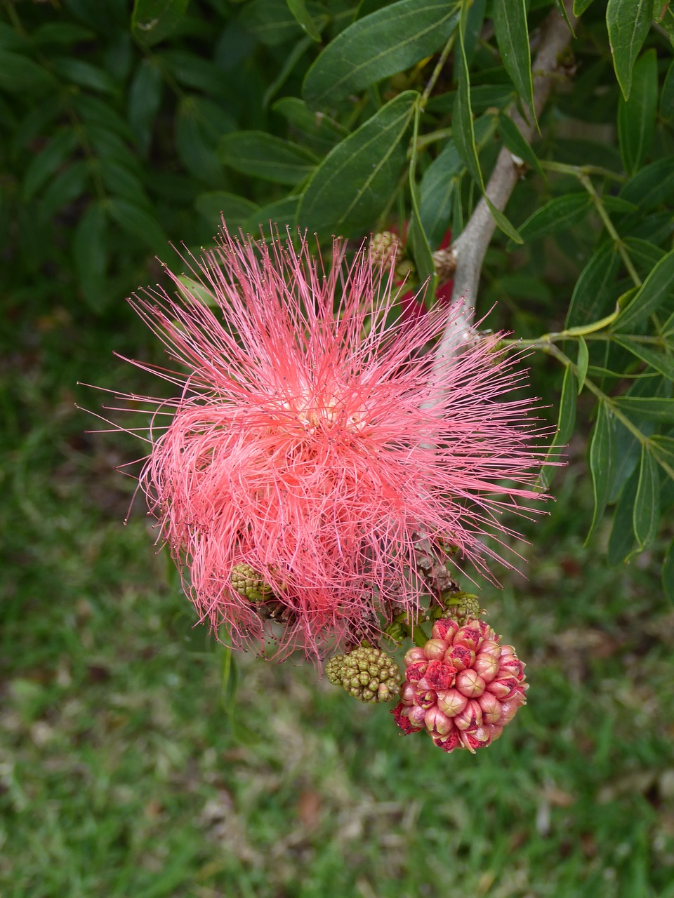 plant  flower  mauritius free photo