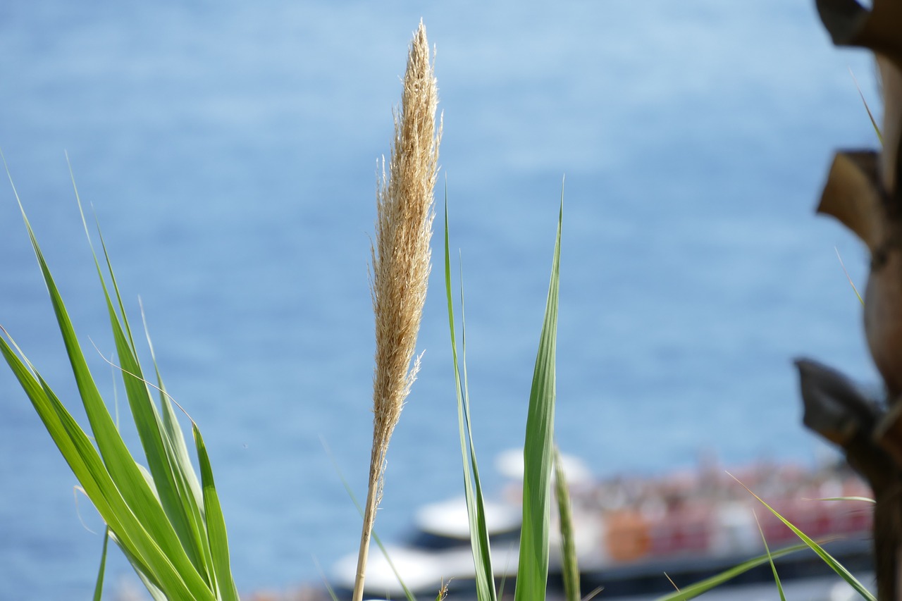 plant  nature  sky free photo