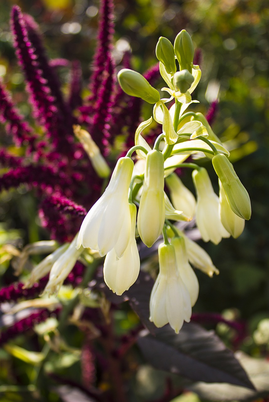 plant  blossom  bloom free photo