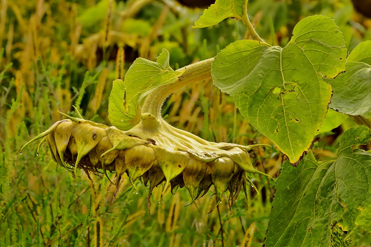 plant  mature  sunflower free photo