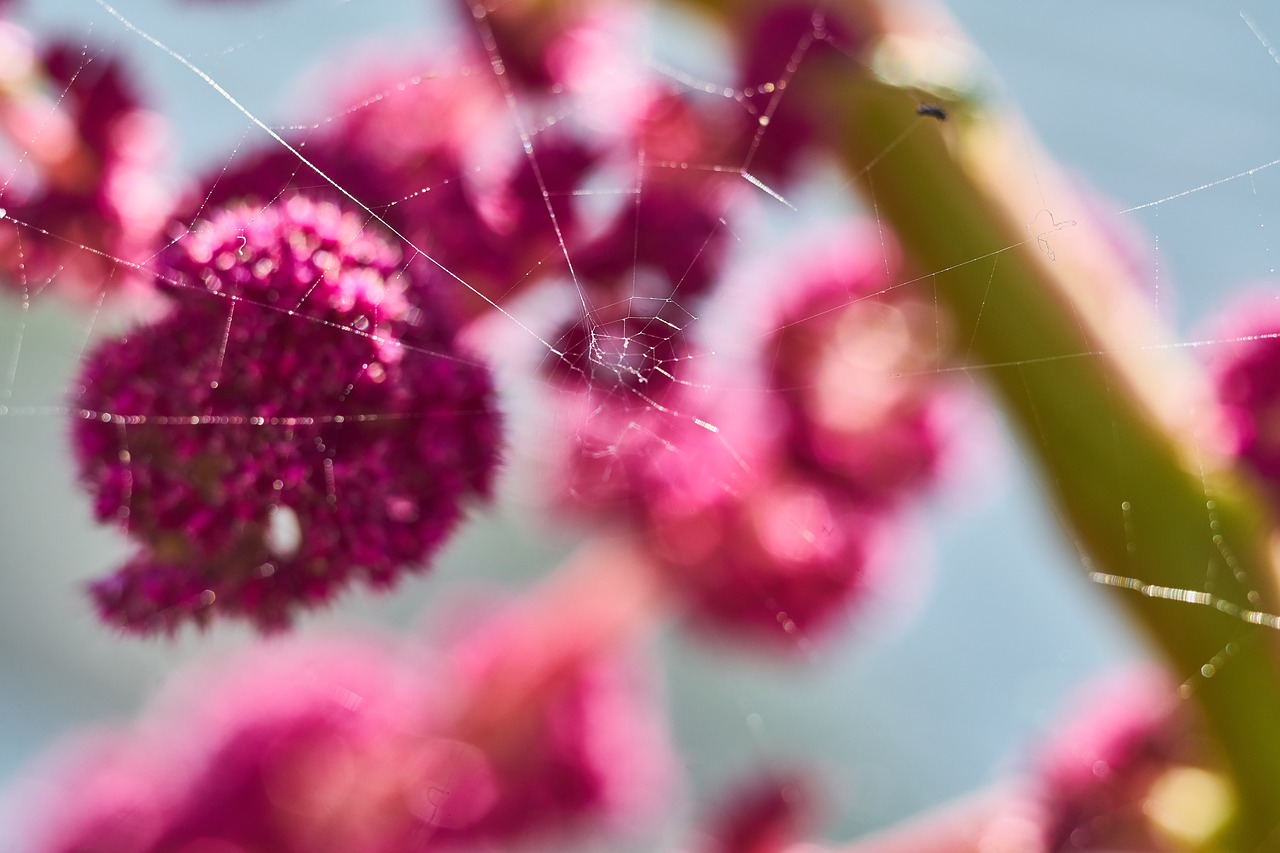 plant  flower  pink free photo