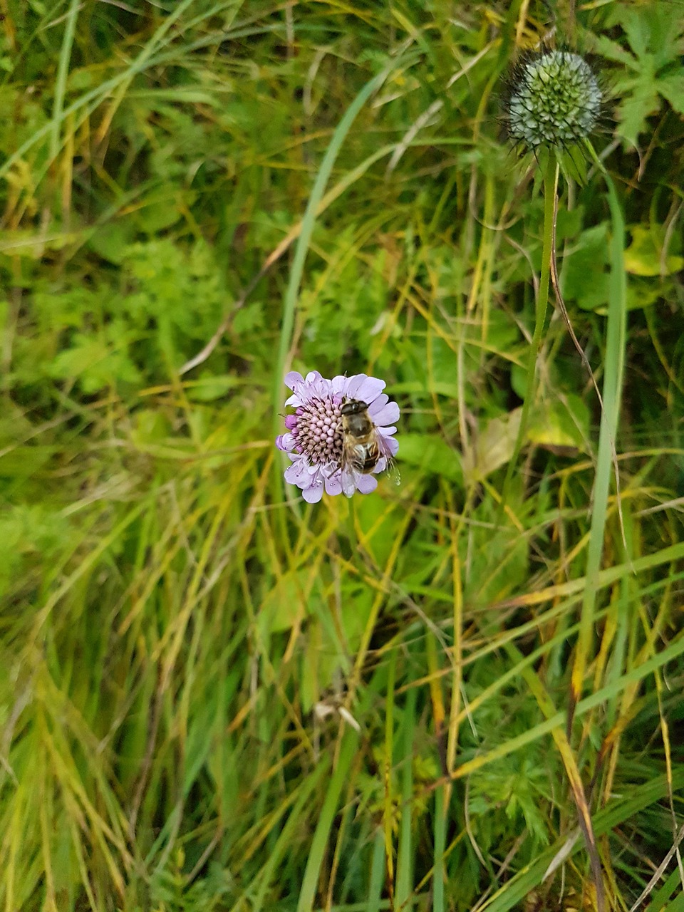 plant  grass  leaves free photo