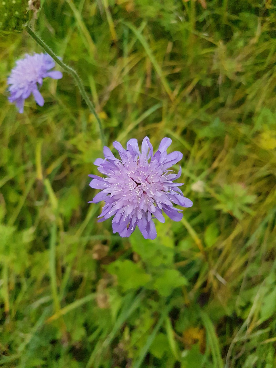 plant  grass  leaves free photo