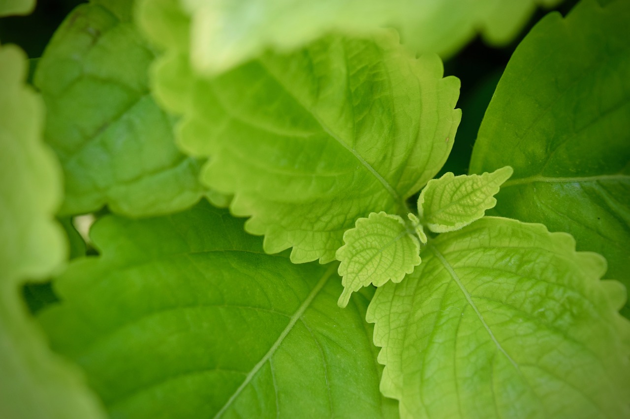 plant  leaf  green free photo