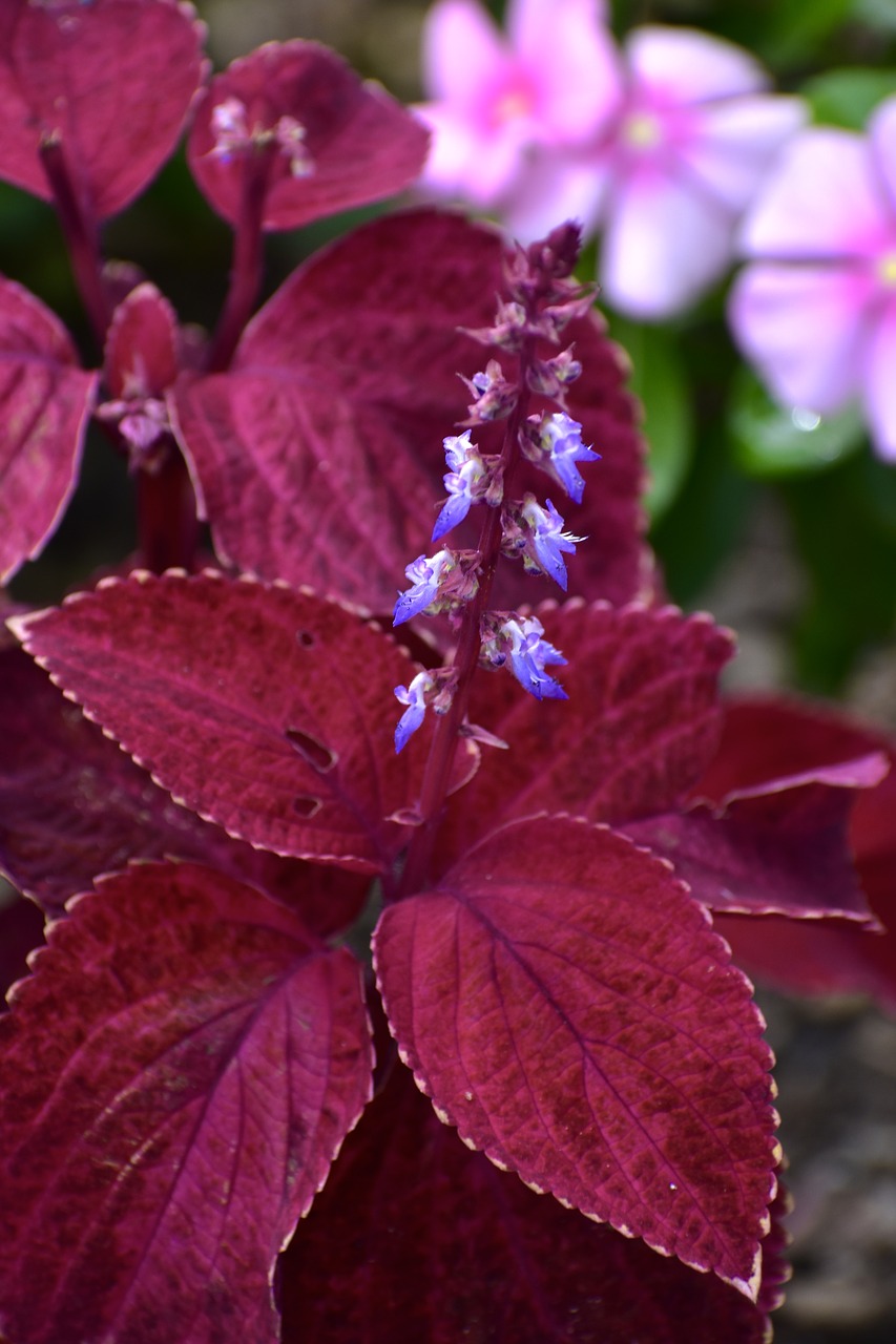 plant  flower  red free photo