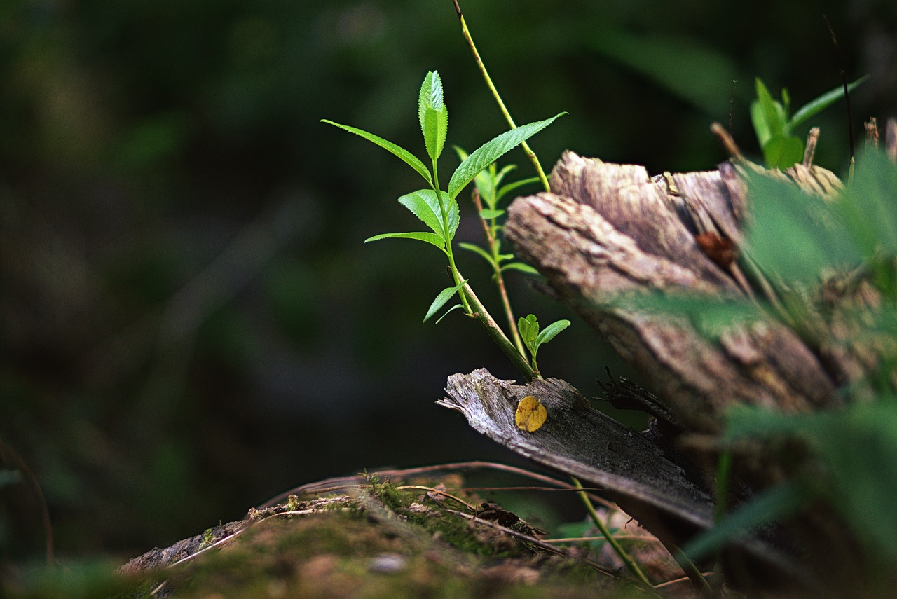 plant  focus combination  green free photo