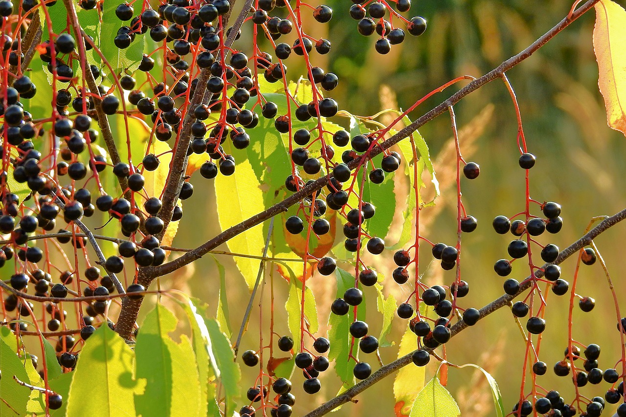 plant  fruit  nature free photo