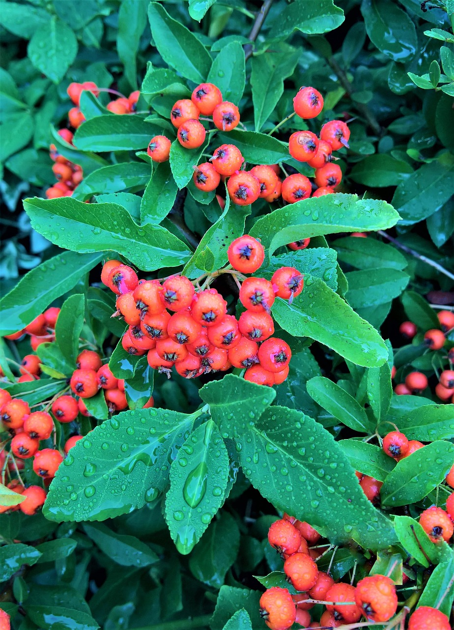 plant  bush  hedge free photo