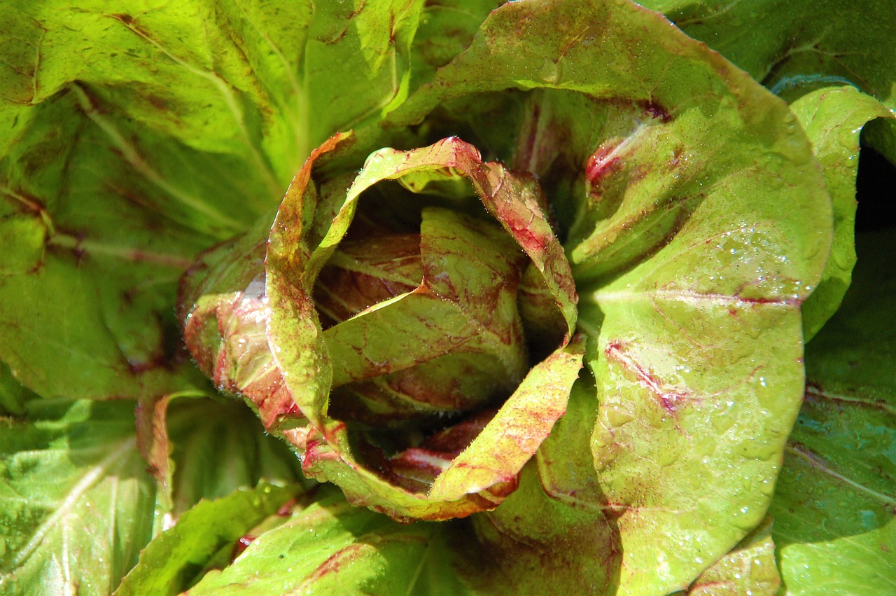 plant  lettuce  salad free photo