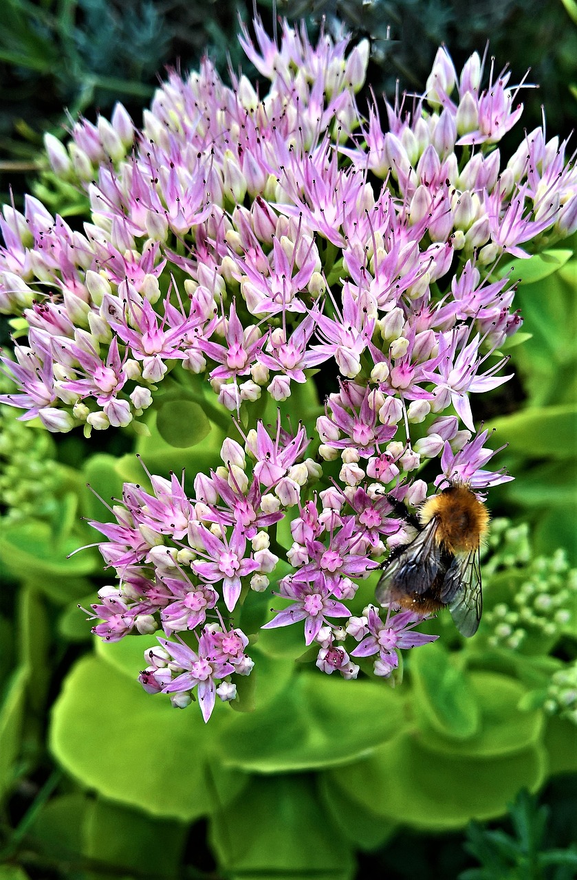 plant  stonecrop  thick sheet greenhouse free photo