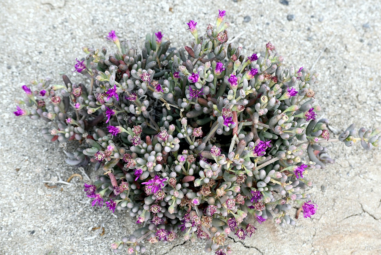 plant  flowering  succulent free photo