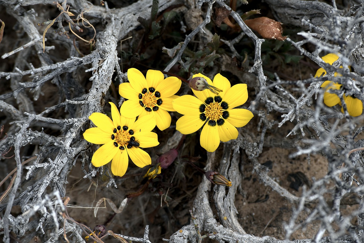 plant  flower  desert free photo