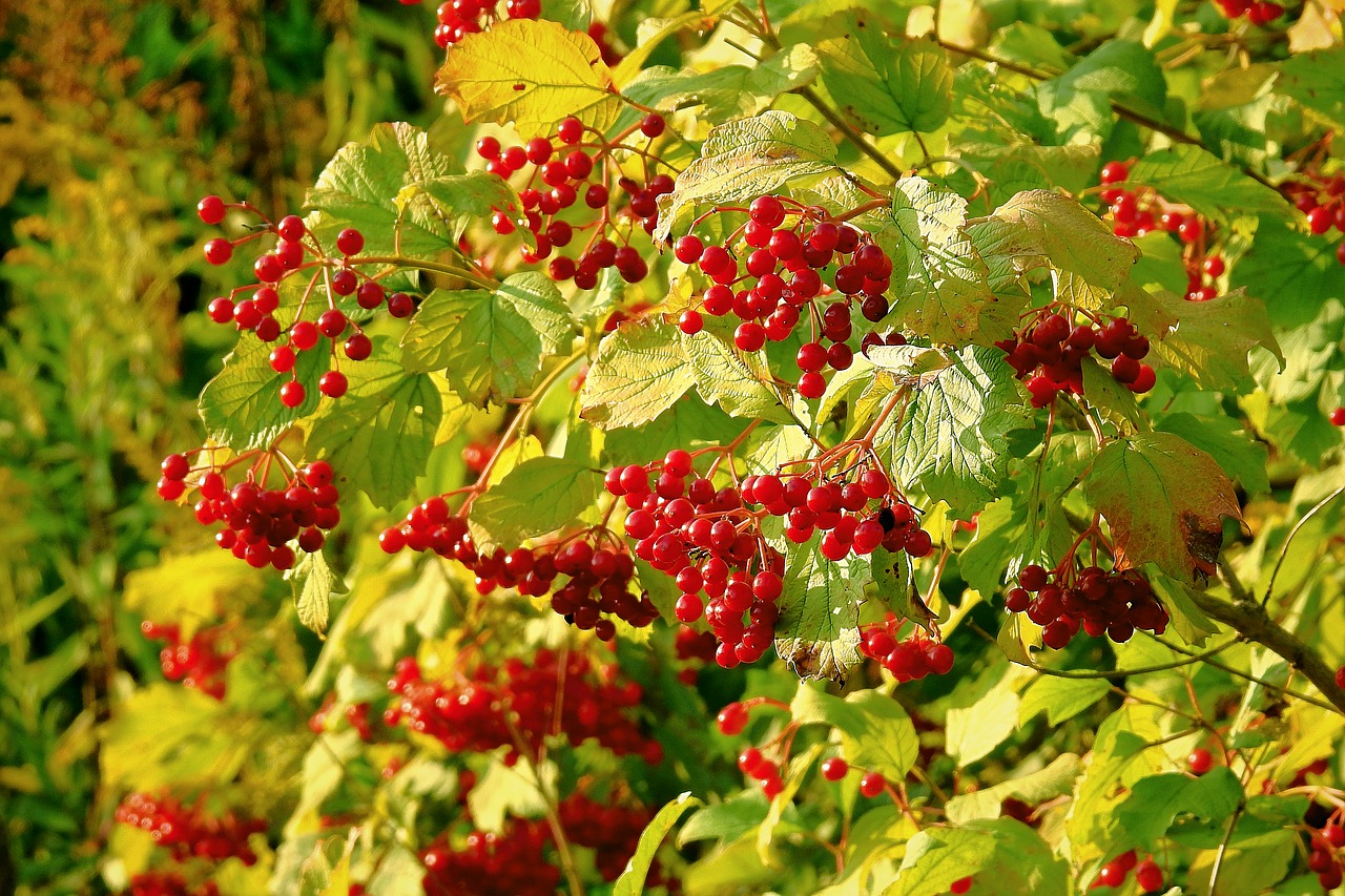 plant  red  nature free photo