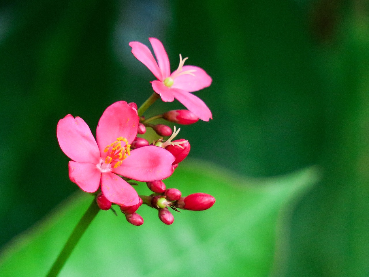 plant  nature  flower free photo