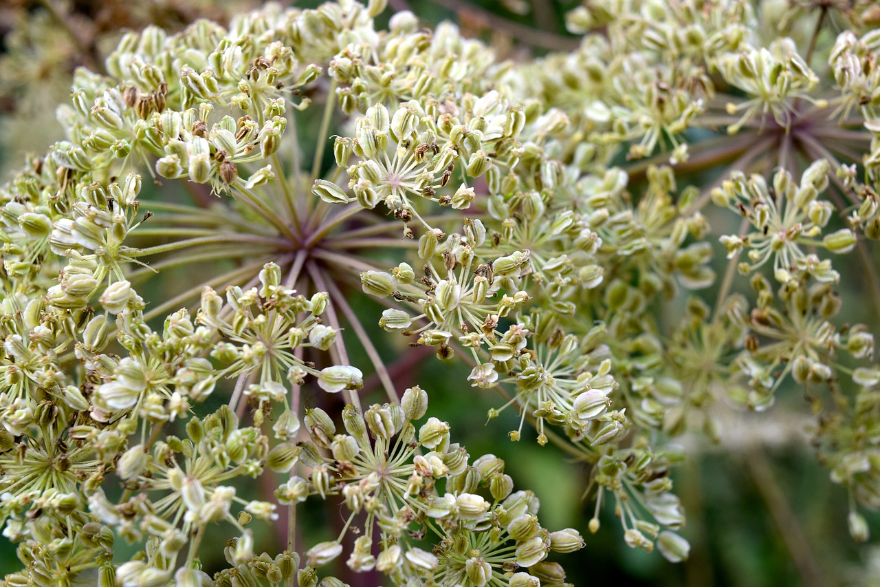 plant  seeds was  angelica free photo