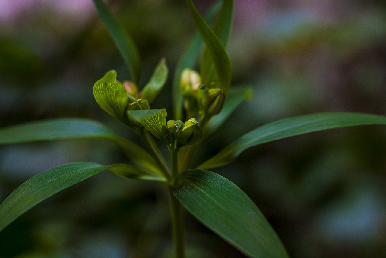 plant  leaves  branch free photo