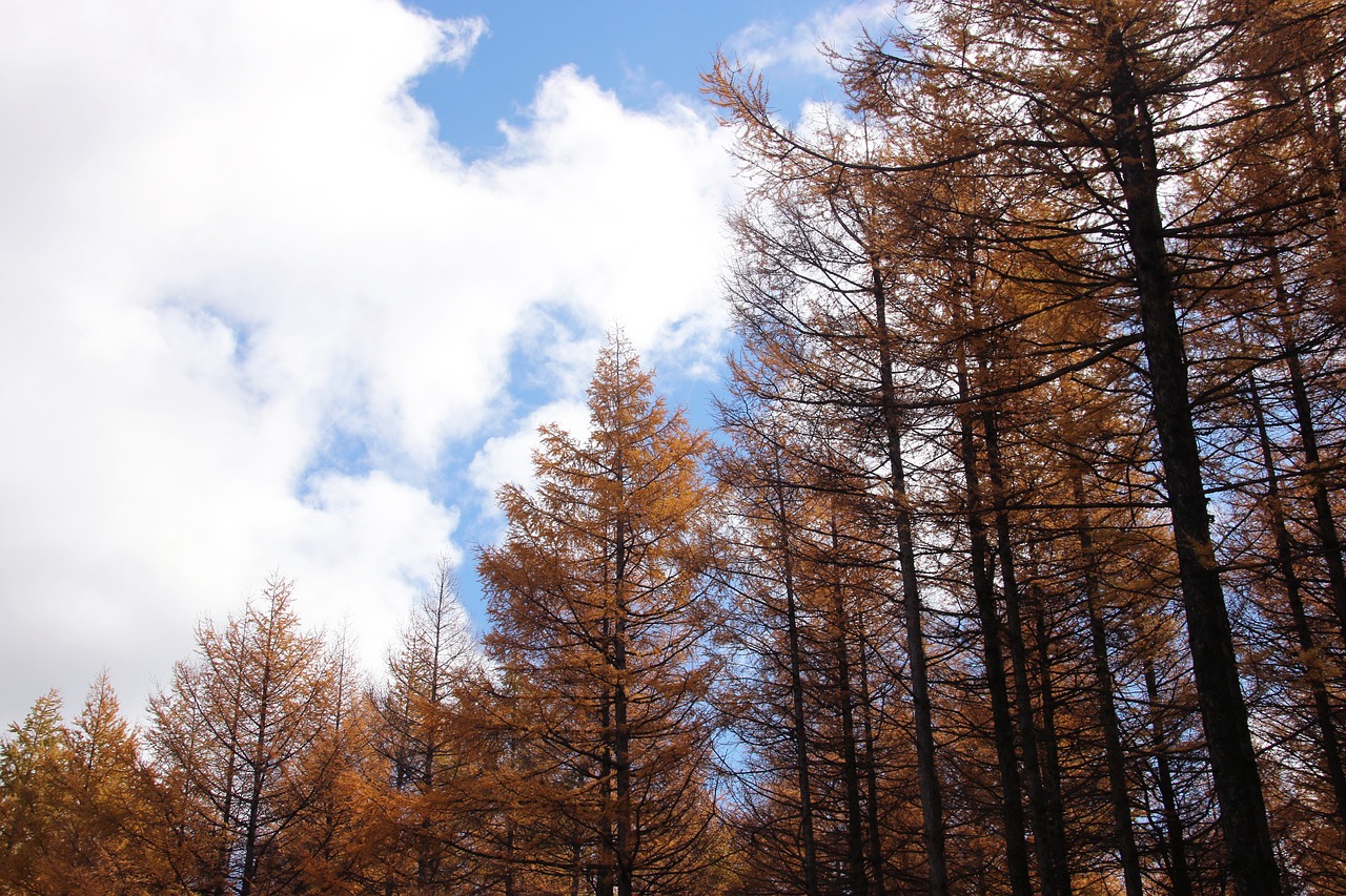 plant  prairie tree farm  autumn free photo