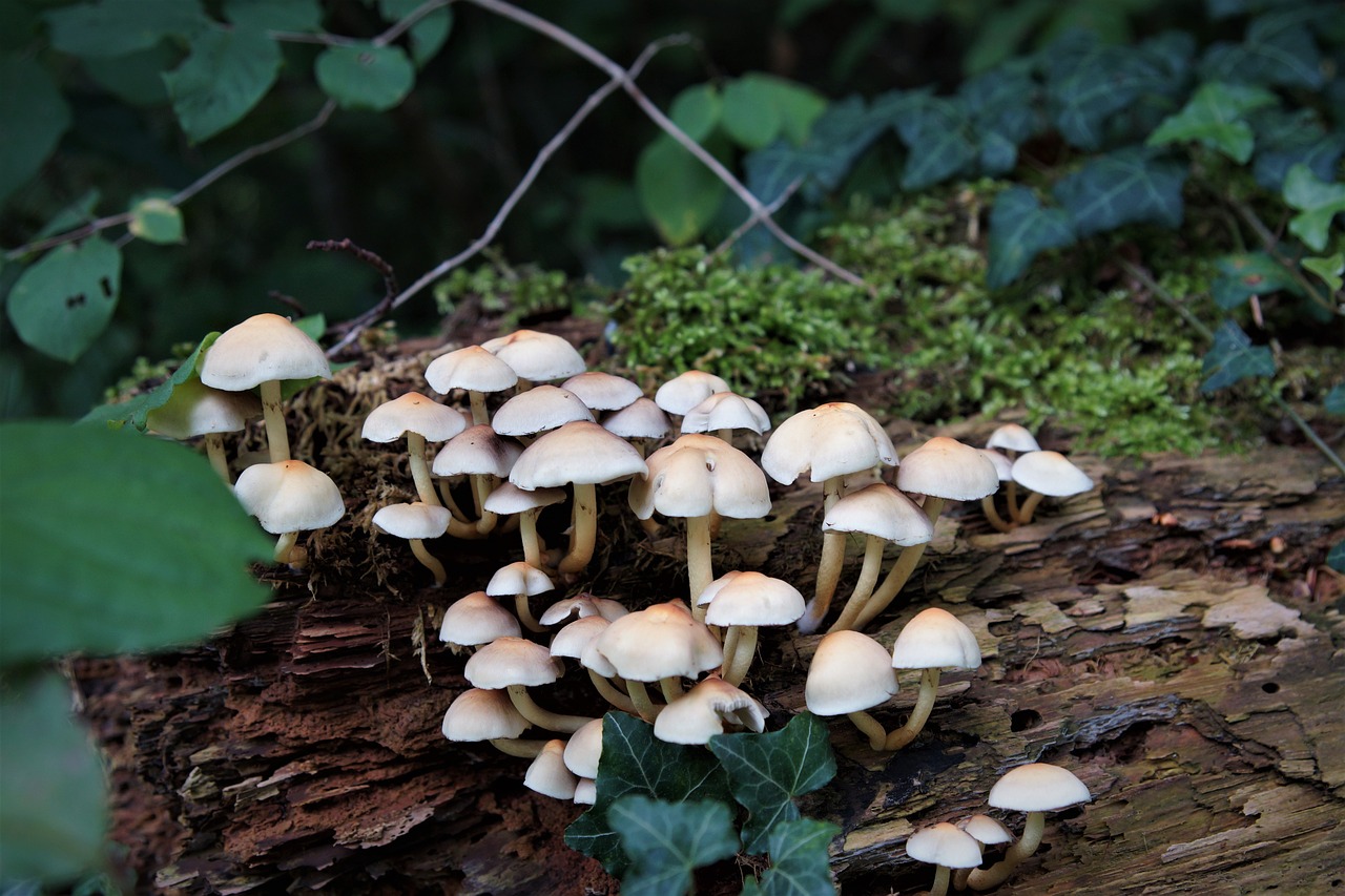 plant  mushrooms  forest free photo