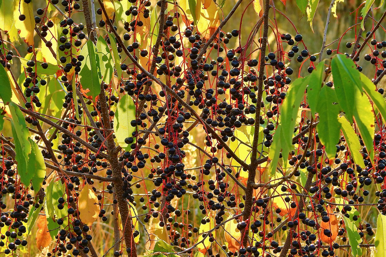 plant  fruit  branches free photo