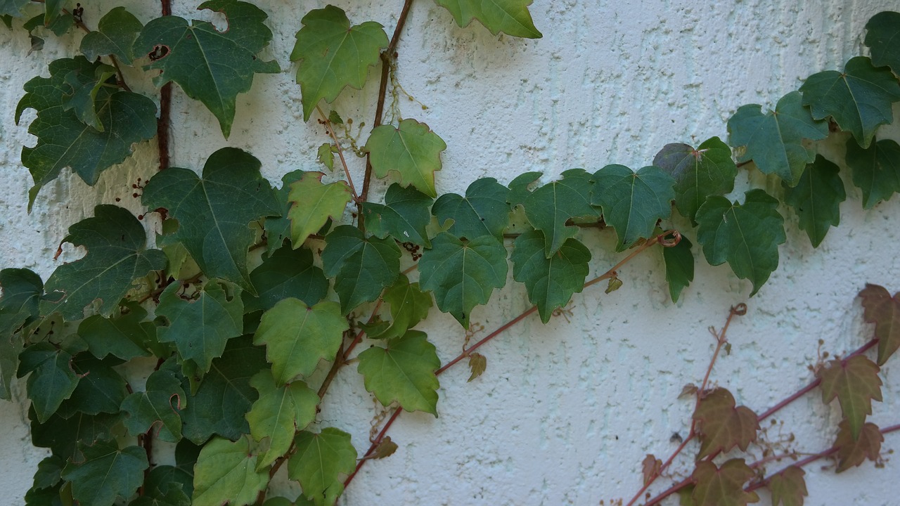 plant  wall  garden free photo