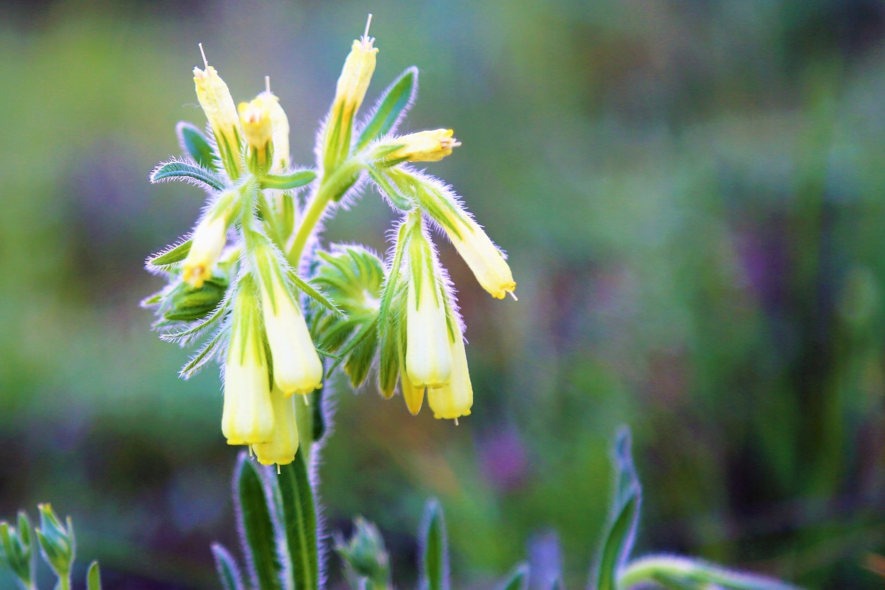 plant  flower  beautiful free photo