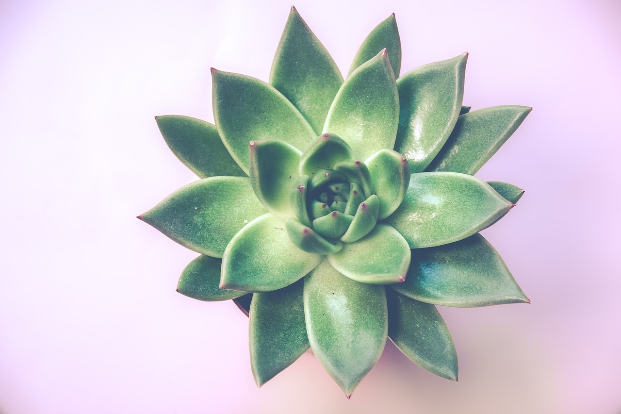 plant  succulent plant  background free photo