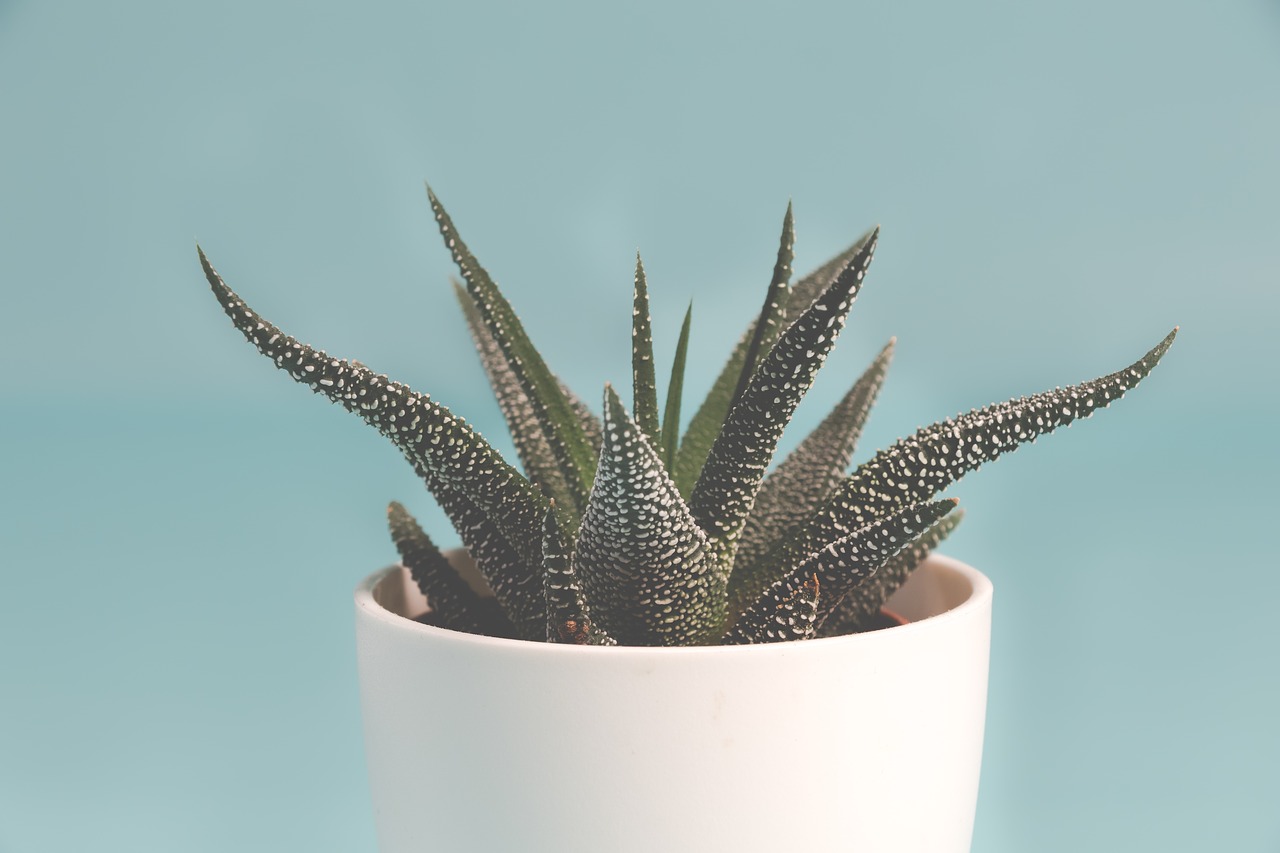 plant  succulent plant  background free photo