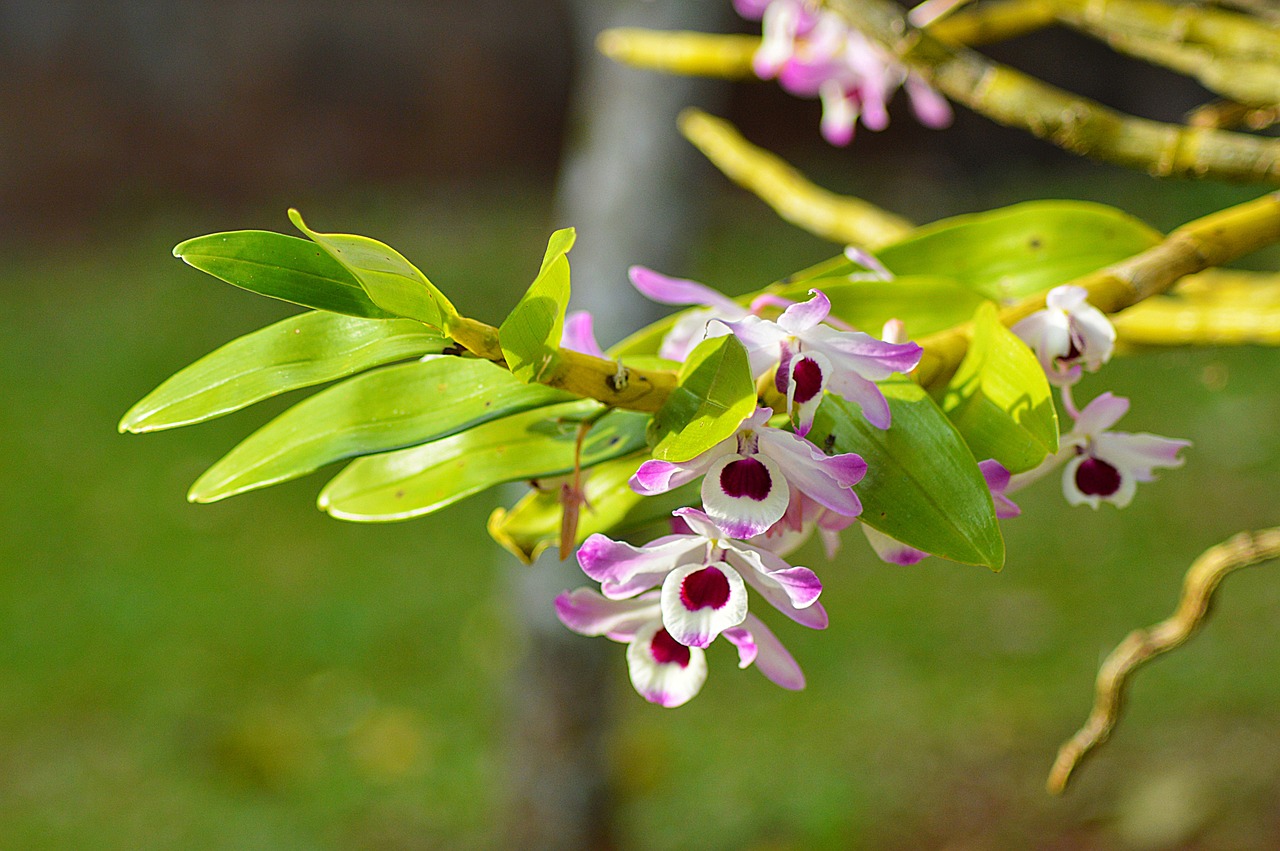 plant  flower  garden free photo