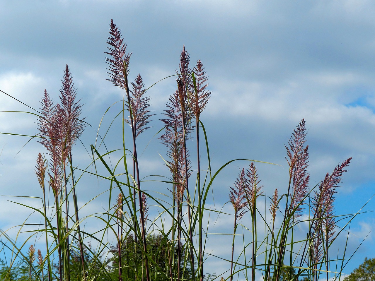 plant  grass  sky free photo