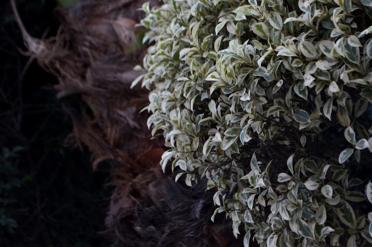 plant  tree  macro free photo