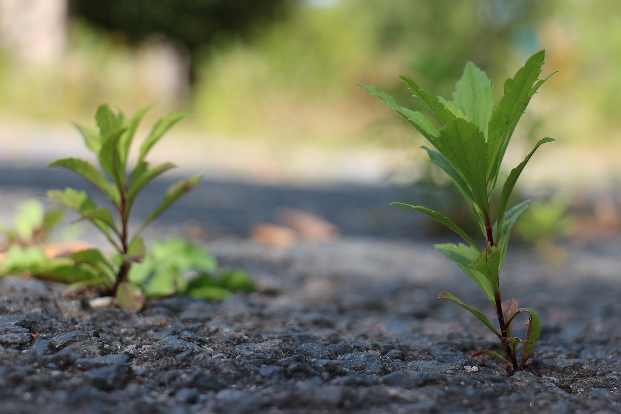 plant  concrete  recapture free photo