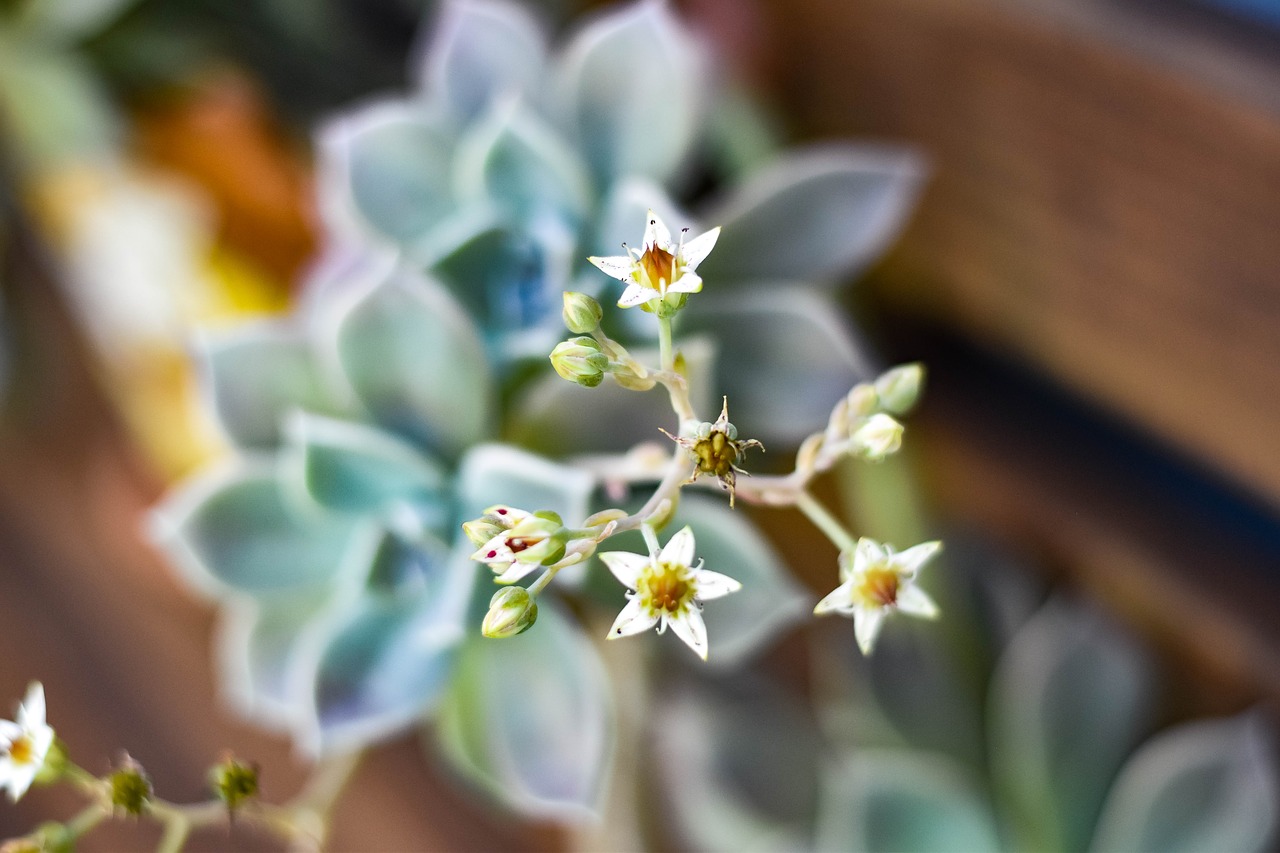 plant  nature  blossom free photo