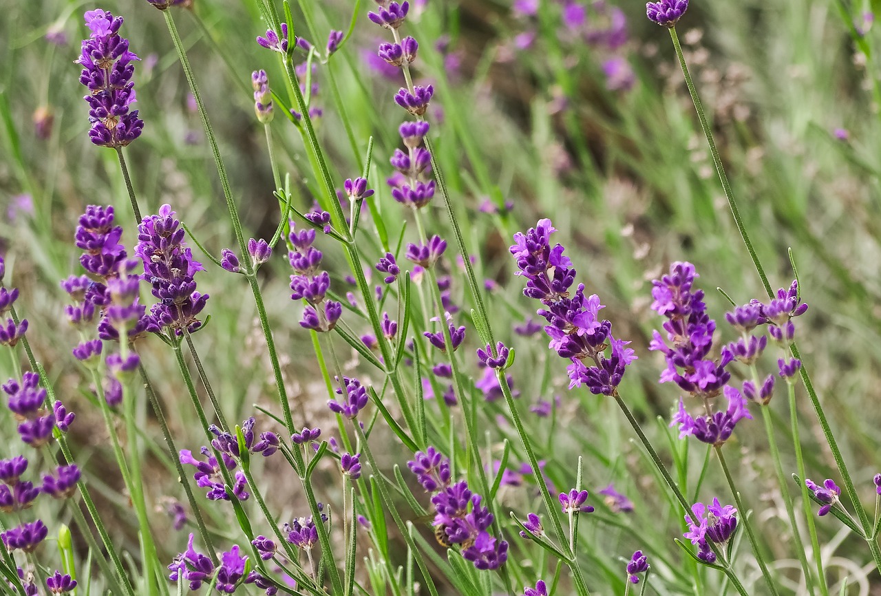 plant  lavender  flowers free photo