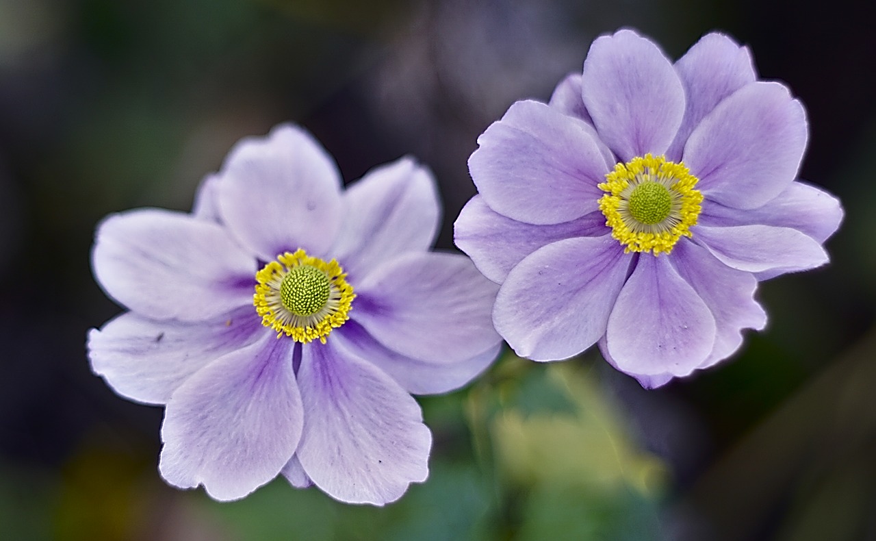 plant  twilight  garden free photo