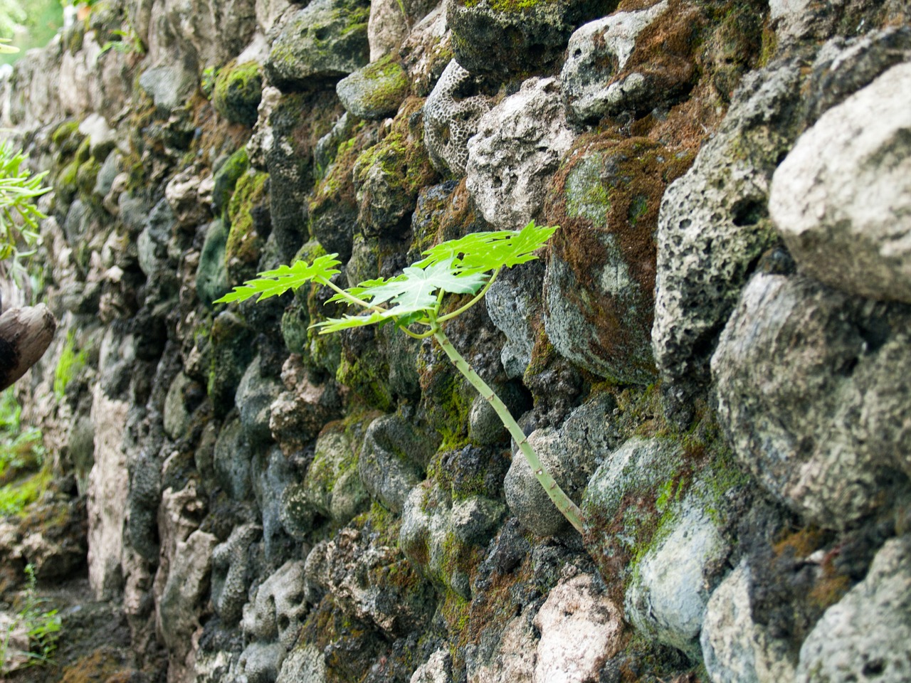 plant rock green free photo