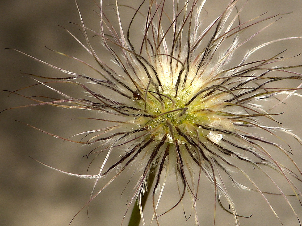 plant macro close free photo