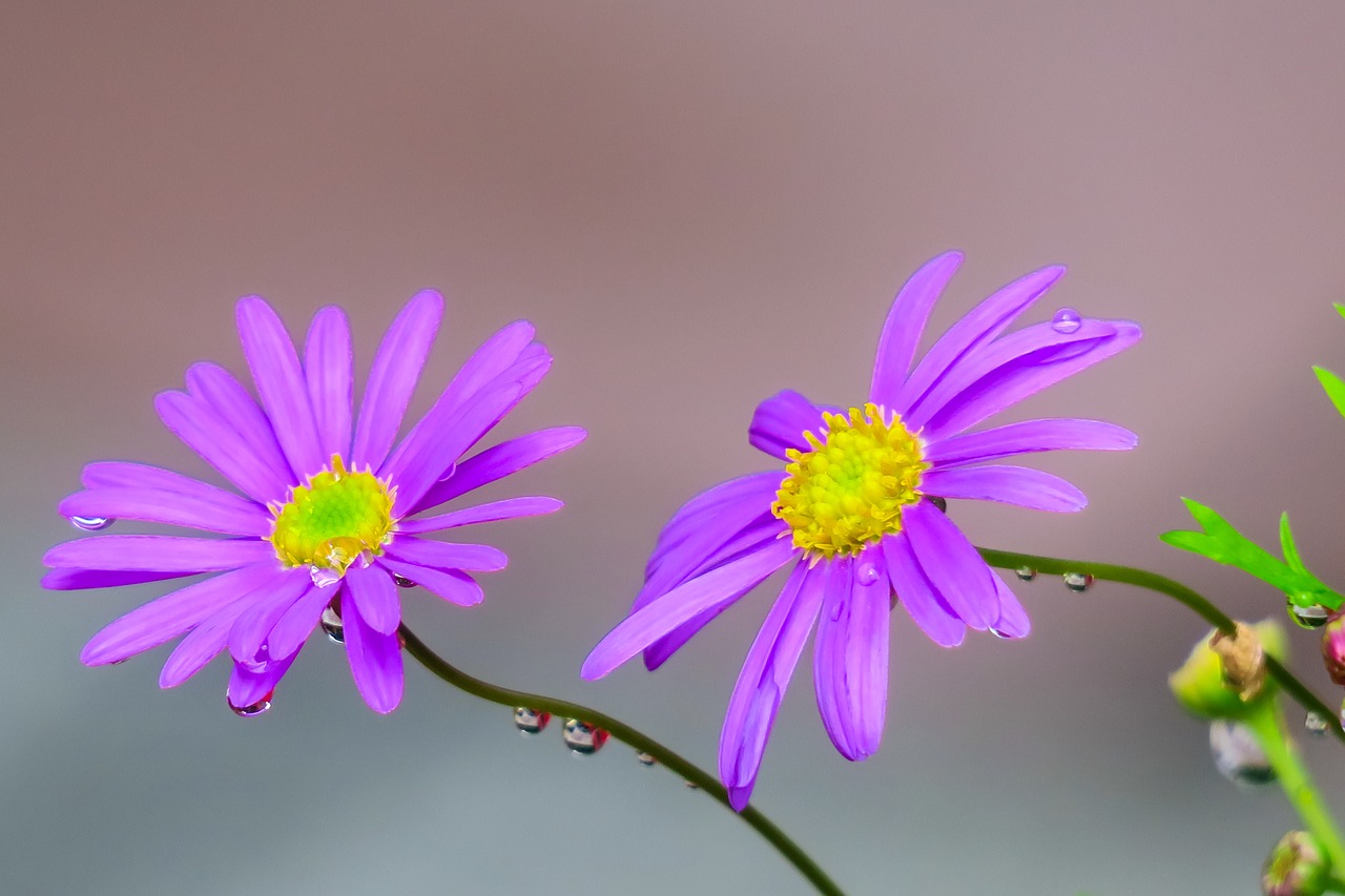 plant  nature  chrysanthemum free photo