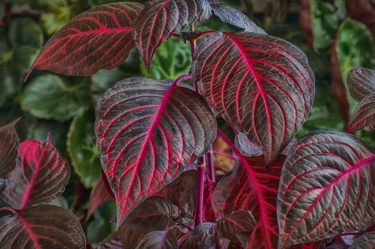 plant  leaf  red free photo