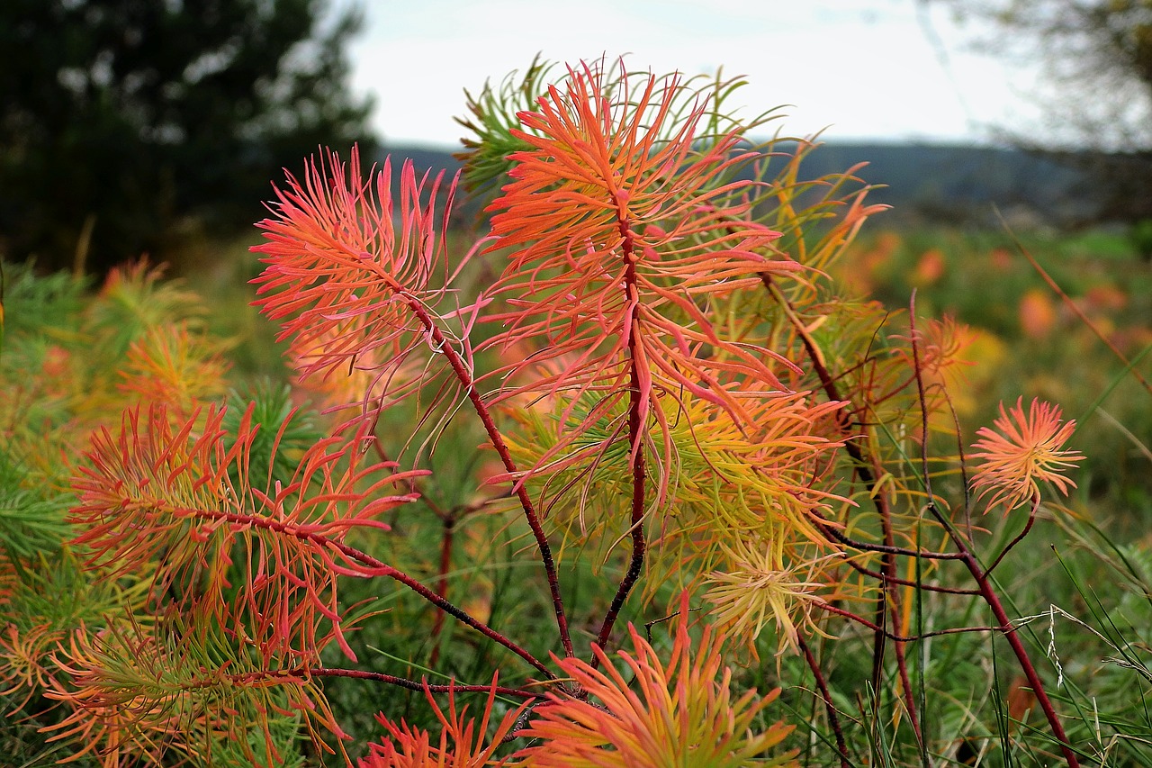 plant  meadow  grass free photo