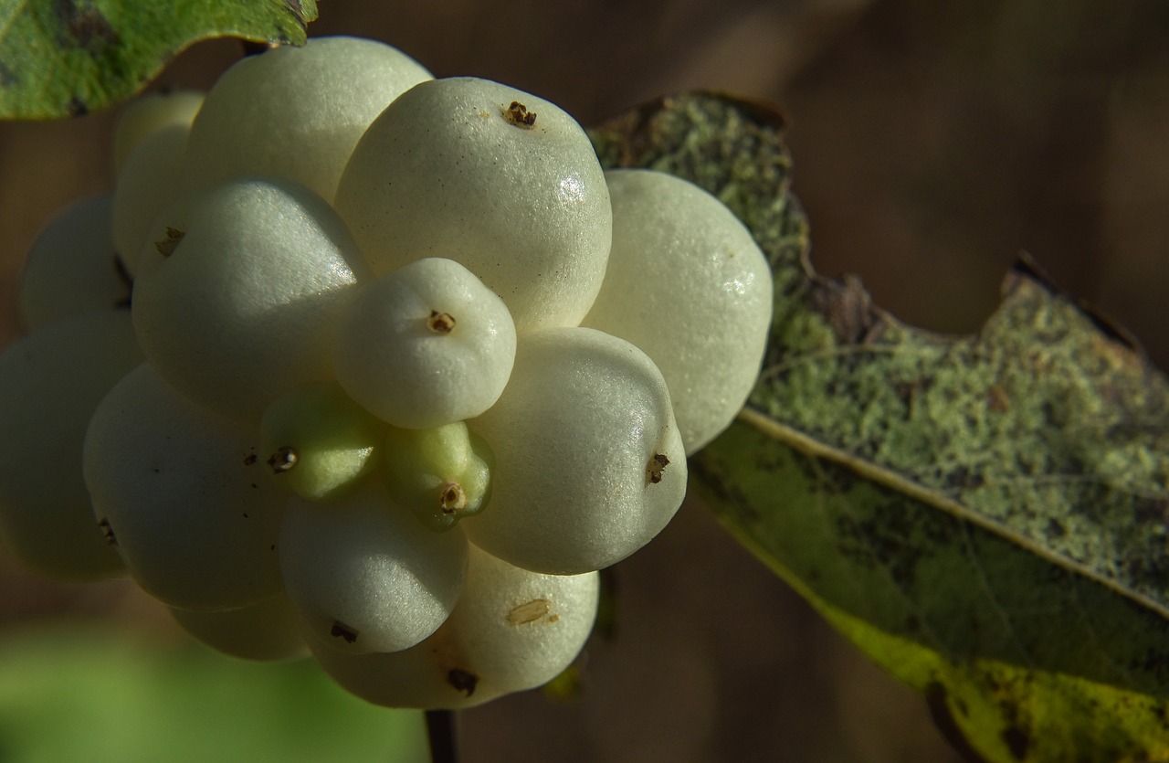 plant  berry  nature free photo