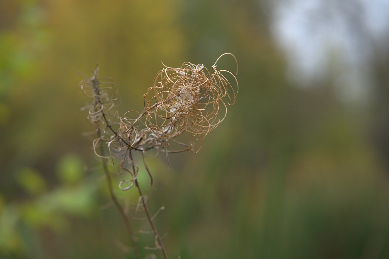 plant  autumn  nature free photo