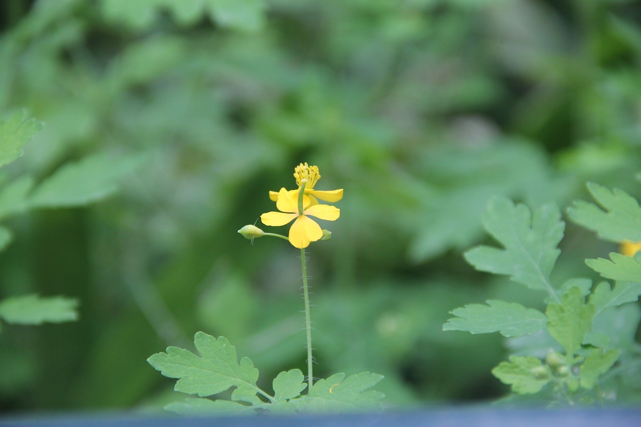 plant  green  yellow flower free photo