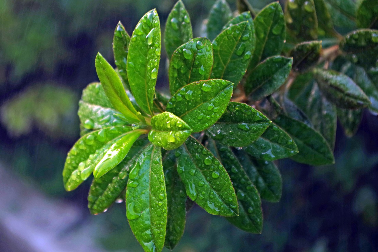 plant  rain  nature free photo