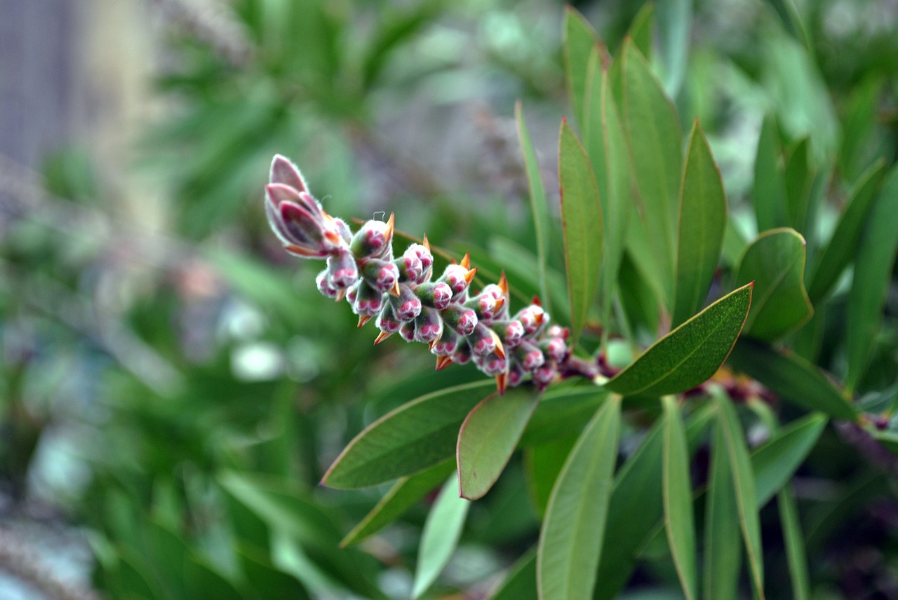 plant ornamental plant leaves free photo